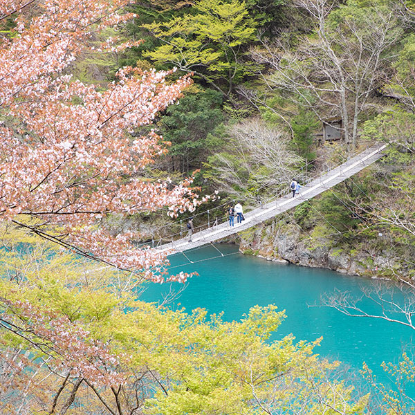 寸又峡 夢の吊り橋を春に撮影した写真