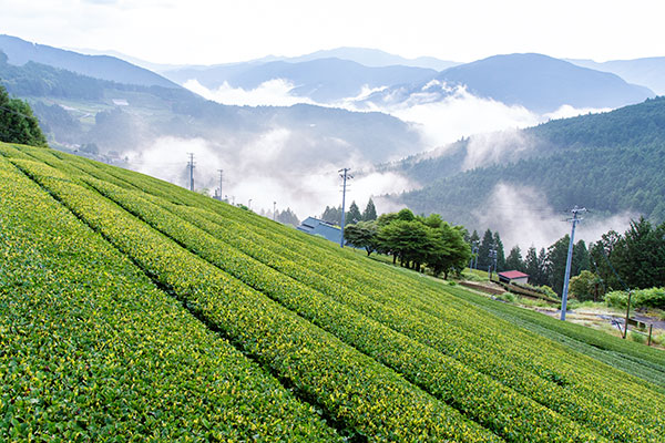 川根本町の茶畑、川根茶の写真